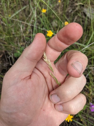 Sphenopholis interrupta, photographed by Cleveland Powell