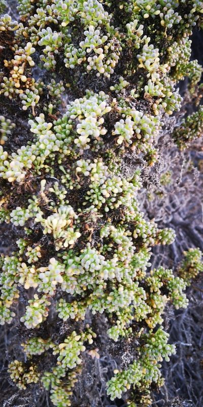 Nolana divaricata, photographed by Darío De la Fuente