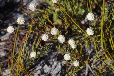 Lachnaea densiflora, photographed by Tony Rebelo