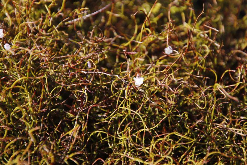 Prismatocarpus sessilis, photographed by Tony Rebelo