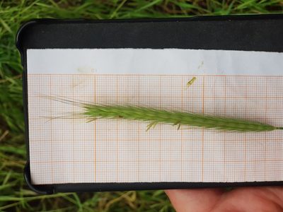 Hordeum bulbosum, photographed by Karim Haddad