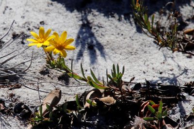 Osteospermum polygaloides, photographed by Tony Rebelo