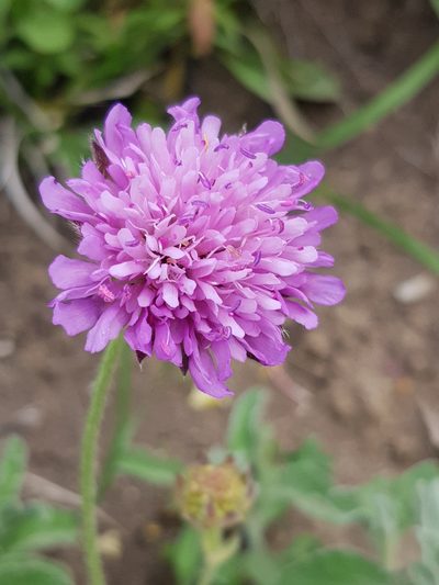 Knautia mauritanica, photographed by Karim Haddad