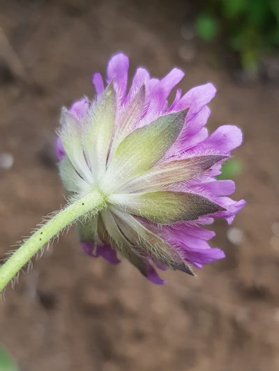 Knautia mauritanica, photographed by Karim Haddad