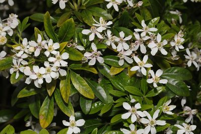 Choisya ternata, photographed by Stephen James McWilliam