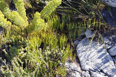 Serruria decumbens, photographed by Tony Rebelo