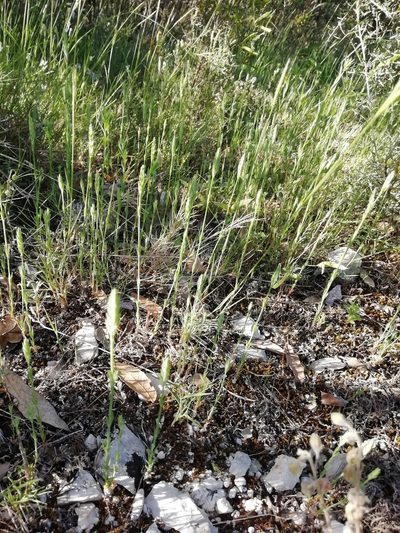 Crucianella angustifolia, photographed by David Delon