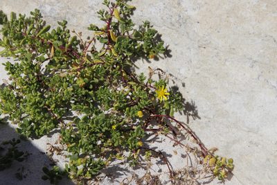 Senecio maritimus, photographed by Tony Rebelo