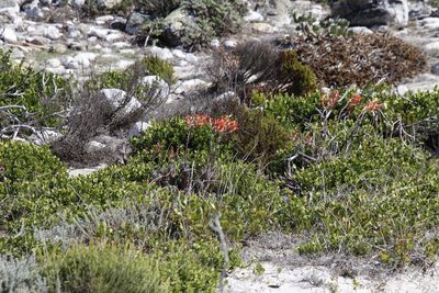 Tylecodon grandiflorus, photographed by Tony Rebelo