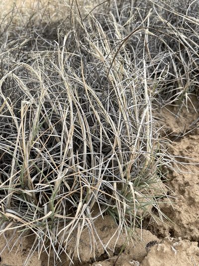 Muhlenbergia pungens, photographed by Bobby McCabe
