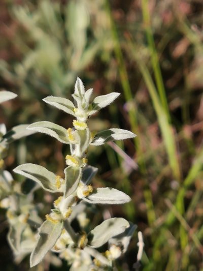 Mercurialis tomentosa, photographed by Thomas M