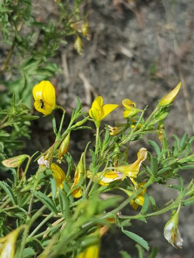 Ononis angustissima, photographed by Karim Haddad