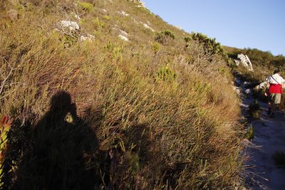 Willdenowia glomerata, photographed by Tony Rebelo
