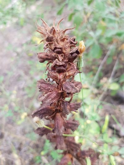 Orobanche variegata, photographed by Karim Haddad