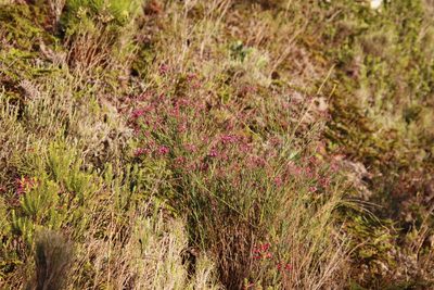 Indigofera filifolia, photographed by Tony Rebelo