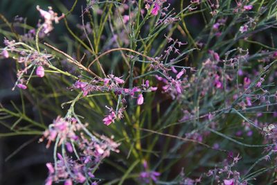 Indigofera filifolia, photographed by Tony Rebelo