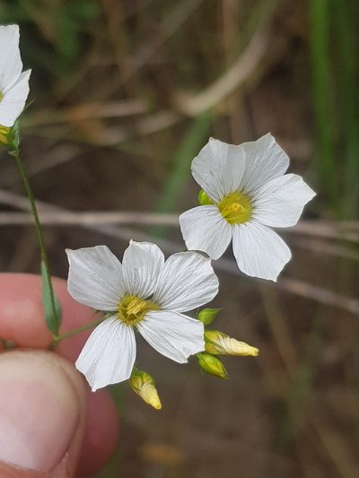 Linum corymbiferum, photographed by Karim Haddad