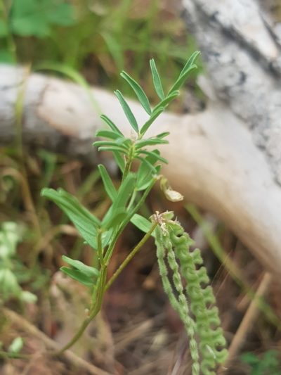 Hippocrepis atlantica, photographed by Karim Haddad