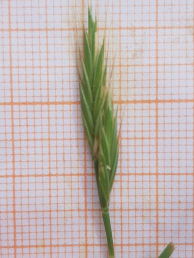 Brachypodium hybridum, photographed by Karim Haddad