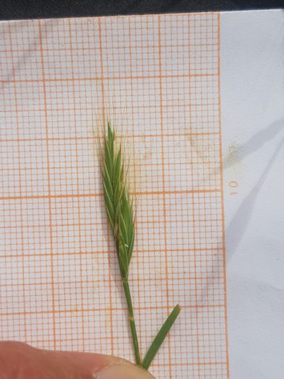 Brachypodium hybridum, photographed by Karim Haddad