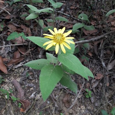 Vigethia mexicana, photographed by José Gerardo Velasco