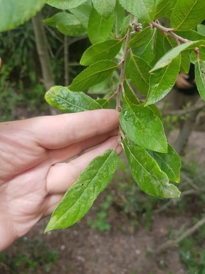 Salix pedicellata, photographed by Karim Haddad