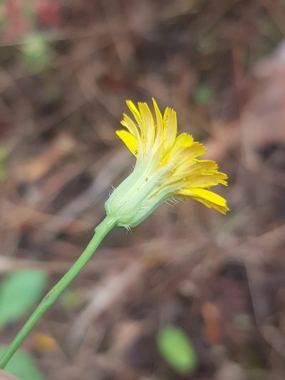 Hypochaeris laevigata, photographed by Karim Haddad