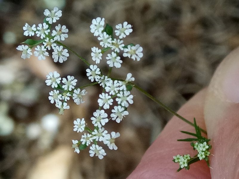 Ammoides pusilla, photographed by Karim Haddad