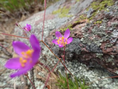 Phemeranthus calycinus, photographed by Thomas Koffel