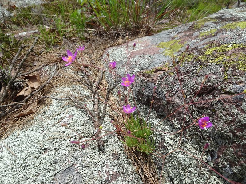 Phemeranthus calycinus, photographed by Thomas Koffel