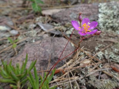 Phemeranthus calycinus, photographed by Thomas Koffel