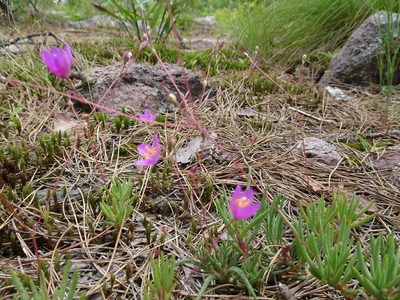 Phemeranthus calycinus, photographed by Thomas Koffel