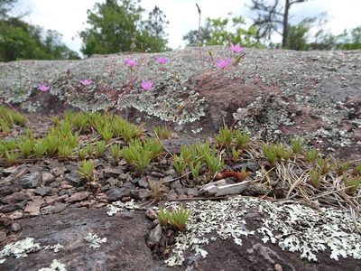Phemeranthus calycinus, photographed by Thomas Koffel