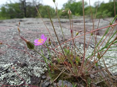 Phemeranthus calycinus, photographed by Thomas Koffel