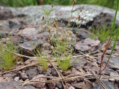 Bulbostylis capillaris, photographed by Thomas Koffel