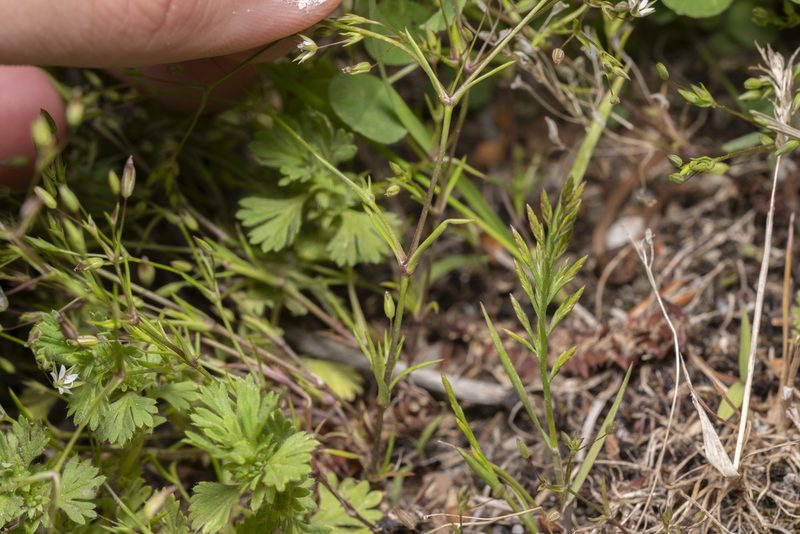 Sabulina tenuifolia, photographed by Eleftherios Katsillis