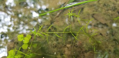Callitriche heterophylla, photographed by Josh