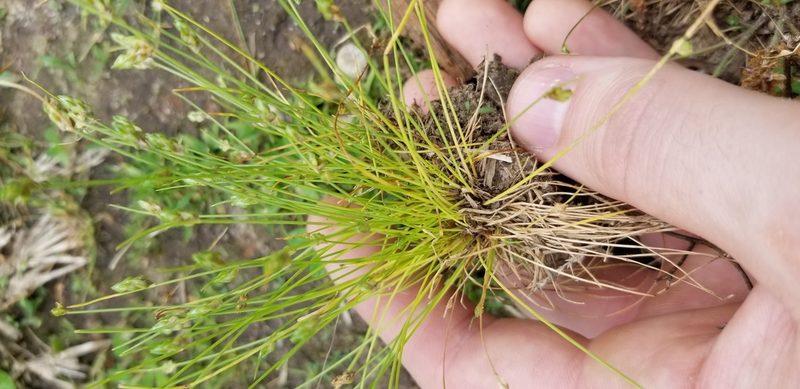 Isolepis carinata, photographed by Josh