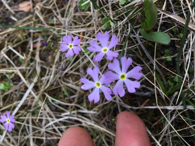 Primula mistassinica, photographed by Jon Ferreira