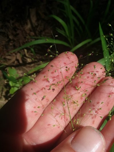Dichanthelium microcarpon, photographed by Will McFarland