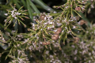 Iberis sempervirens, photographed by Eleftherios Katsillis