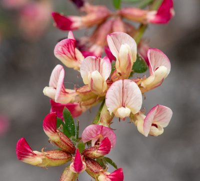 Acmispon cytisoides, photographed by Don Loarie