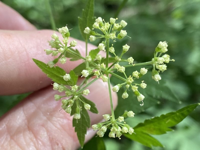 Thaspium chapmanii, photographed by Brian Finzel