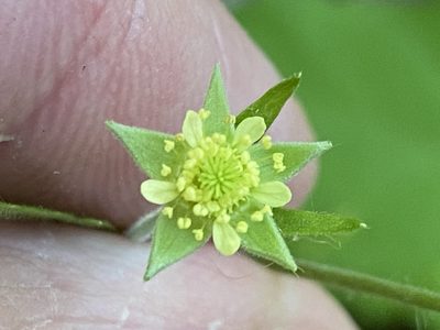 Geum virginianum, photographed by Brian Finzel