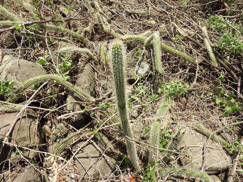 Nyctocereus serpentinus, photographed by Oscar Alejandro Morales Juárez