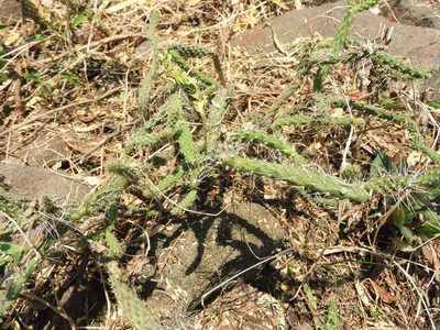 Opuntia pubescens, photographed by Oscar Alejandro Morales Juárez