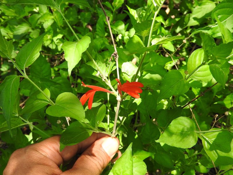 Dianthera candicans, photographed by Oscar Alejandro Morales Juárez