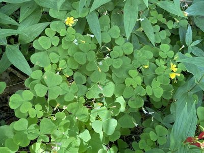 Oxalis grandis, photographed by Brian Finzel