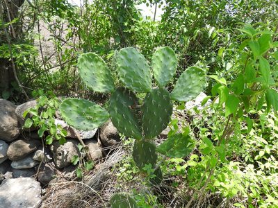 Opuntia jaliscana, photographed by Oscar Alejandro Morales Juárez