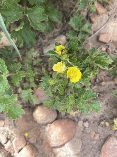 Drymocallis fissa, photographed by Rugged Research
